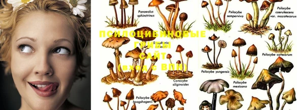 прущие крисы Магадан